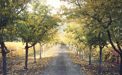 Tree Lined Lane